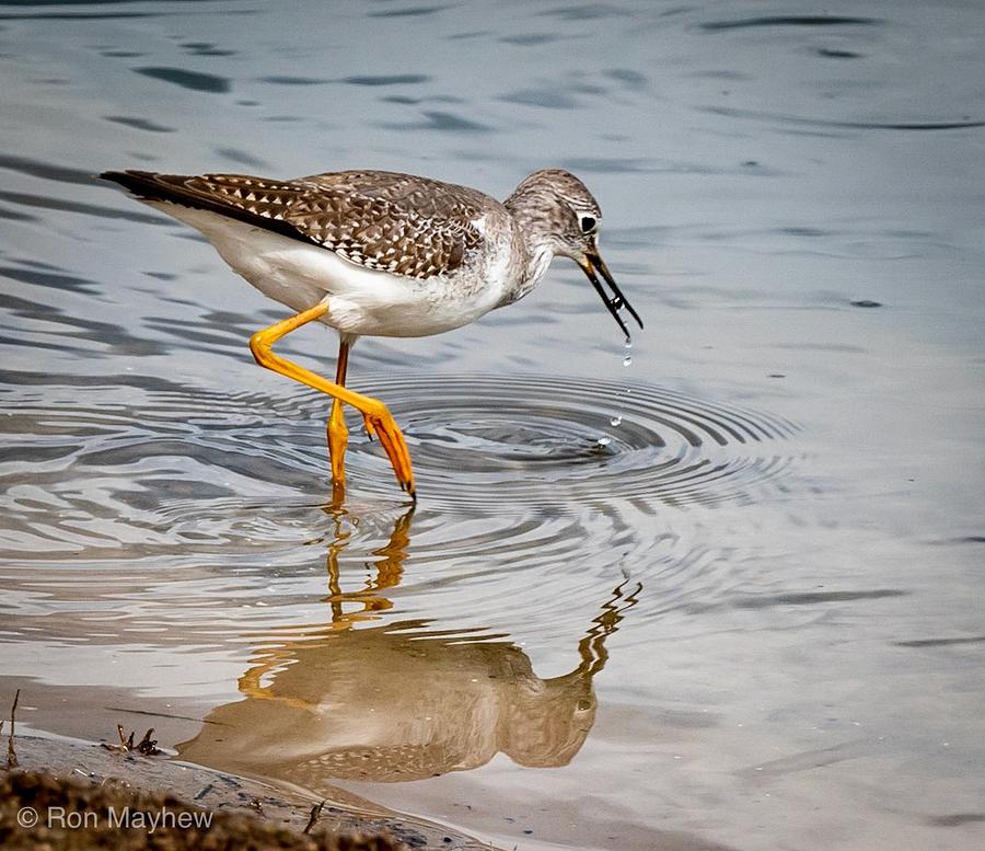 Bird Photograph - Yellowlegs by Ron Mayhew