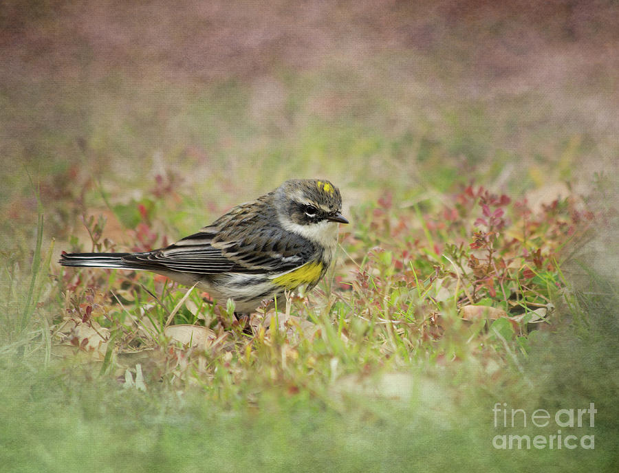 Yellow-Rumped Warbler Photograph by Michelle Tinger