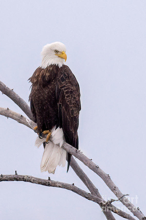 Yellowstone Bald Eagle Photograph by Priscilla Burgers
