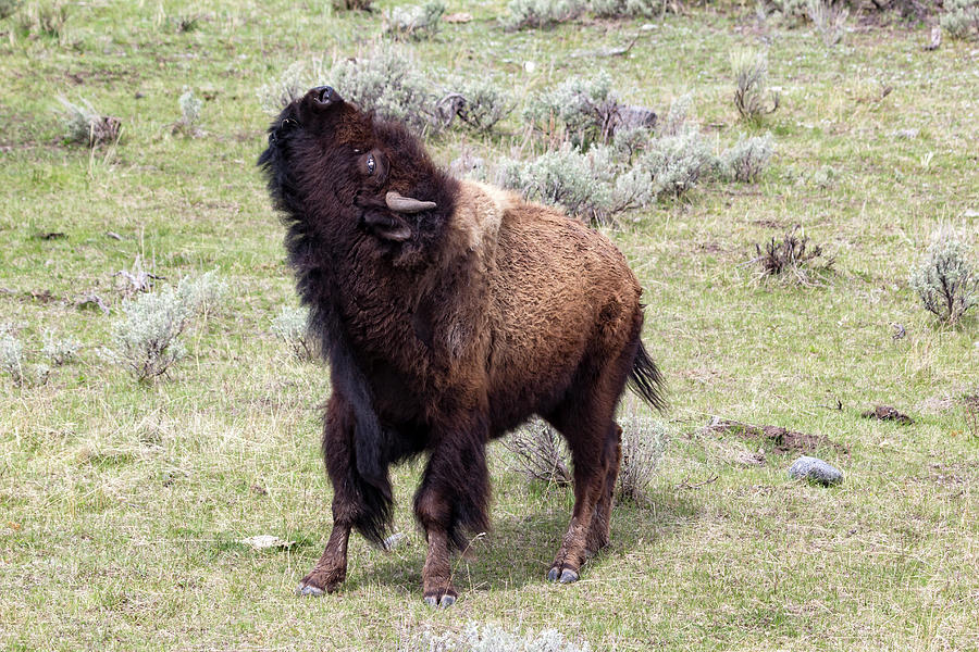 Yellowstone Bison 1 Photograph by Rick Pisio