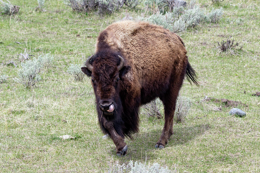 Yellowstone Bison 2 Photograph by Rick Pisio