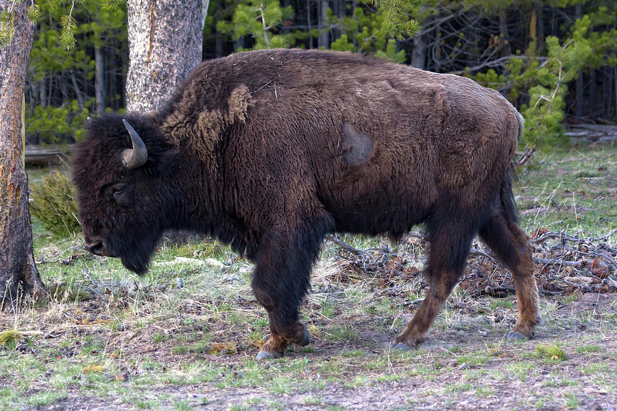Yellowstone Bison 4 Photograph by Rick Pisio