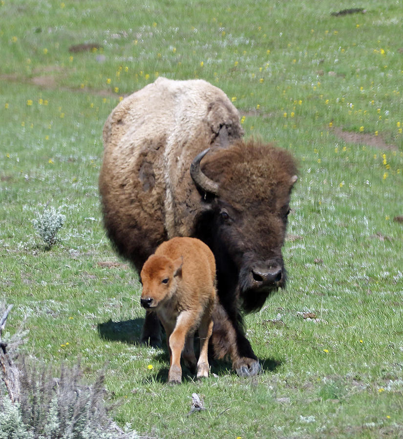 Yellowstone Bison and Calf Photograph by Jean Clark