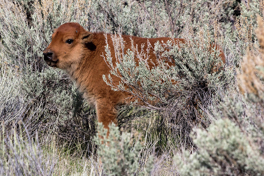 Yellowstone Bison Calf 1 Photograph by Rick Pisio