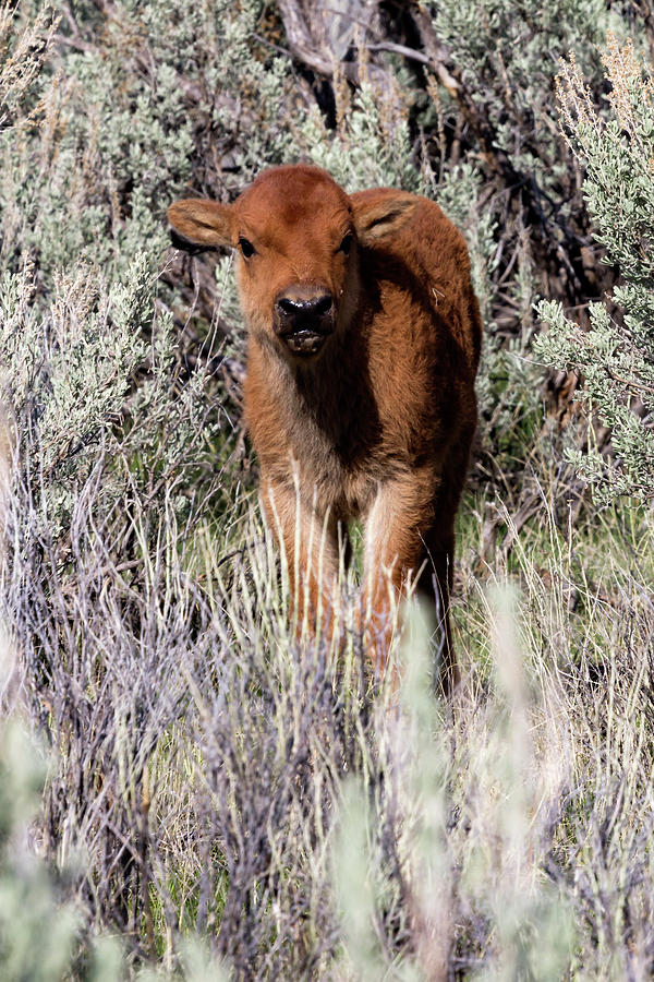 Yellowstone Bison Calf 3 Photograph by Rick Pisio
