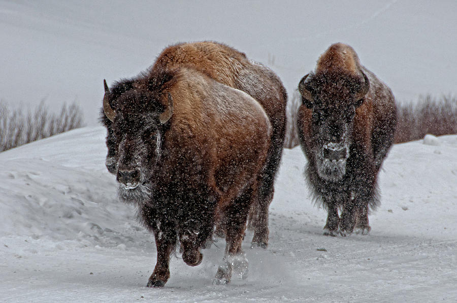 Yellowstone National Park Photograph - Yellowstone Bison by Dbushue Photography