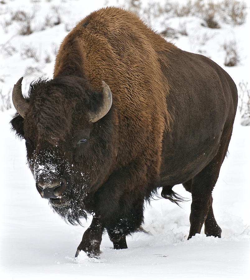 Yellowstone Bison Photograph by Ed Broberg