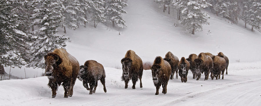 Yellowstone Bison In Winter Photograph by Dbushue Photography