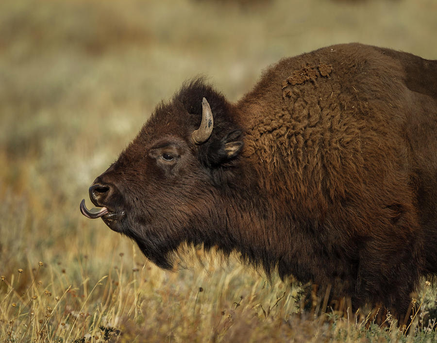Yellowstone Bison Tongue Out Photograph by Galloimages Online