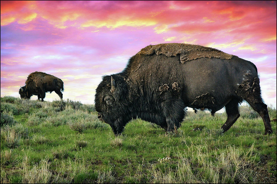 Yellowstone Buffalo & Bison Photograph by Dan Anderson