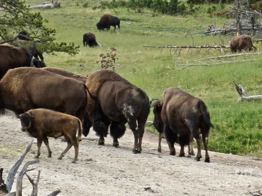 Yellowstone Buffalo Herds Photograph by Jo Ann Salwei - Fine Art America