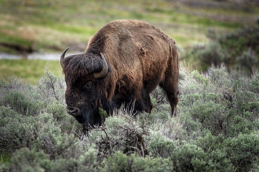 Yellowstone Buffalo Photograph by Mario Cortez