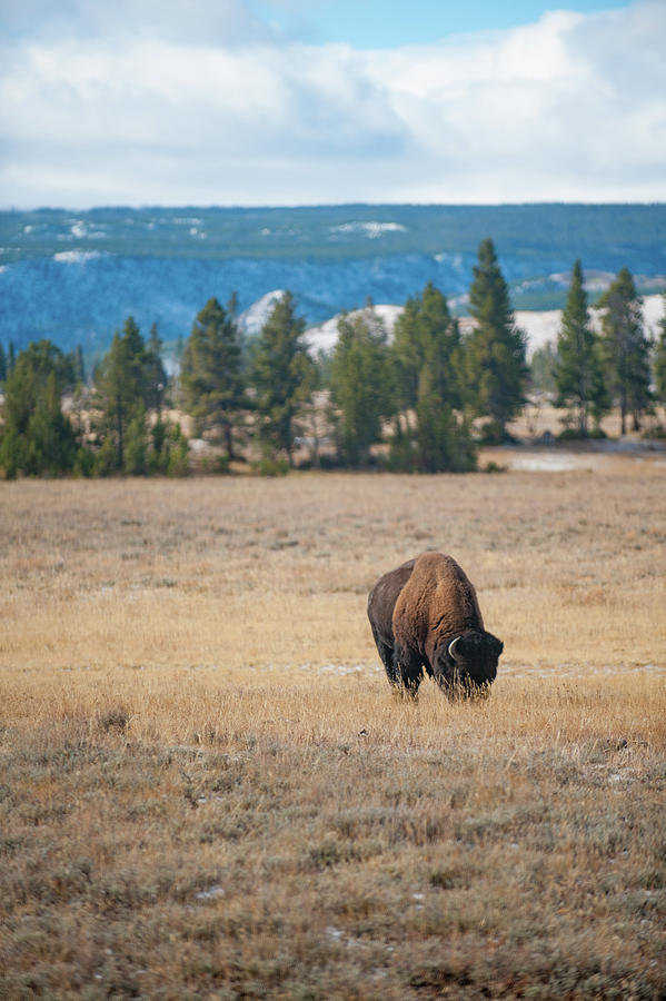 Yellowstone Buffalo Photograph by Mark Duehmig