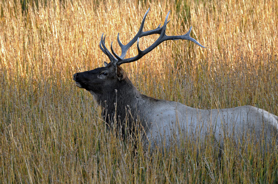 Yellowstone Bull Elk in Autumn Grasses Photograph by Bruce Gourley