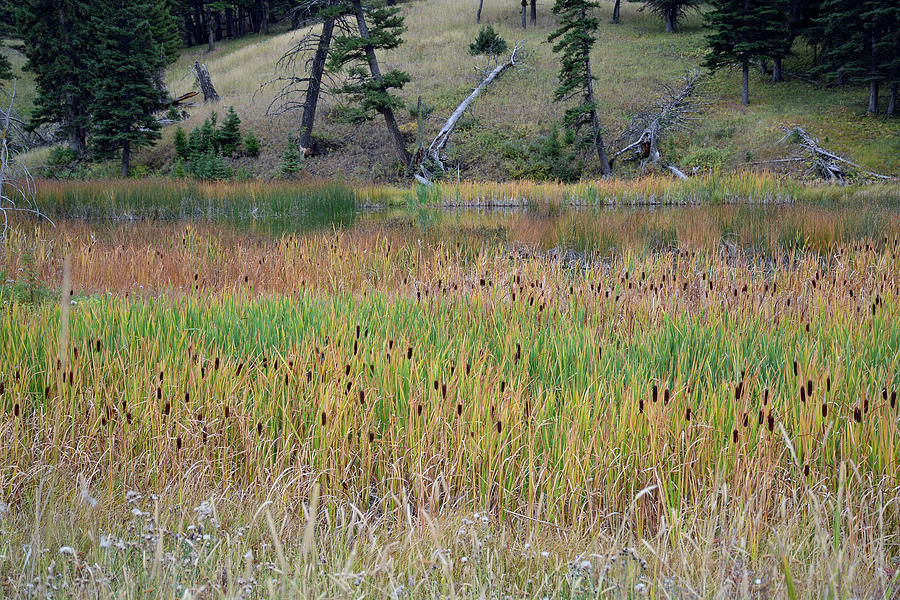 Yellowstone Cattails 02 Photograph by Bruce Gourley