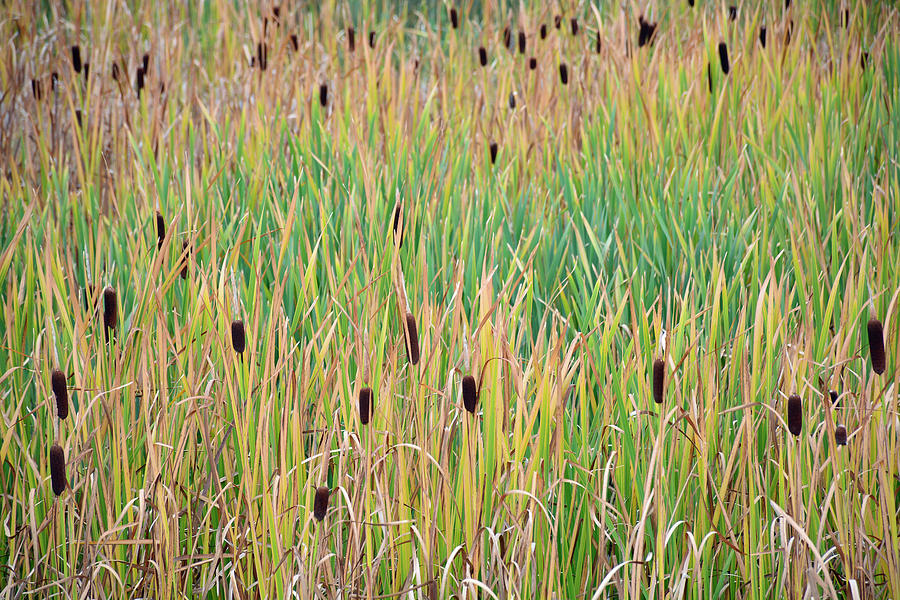 Yellowstone Cattails  Photograph by Bruce Gourley