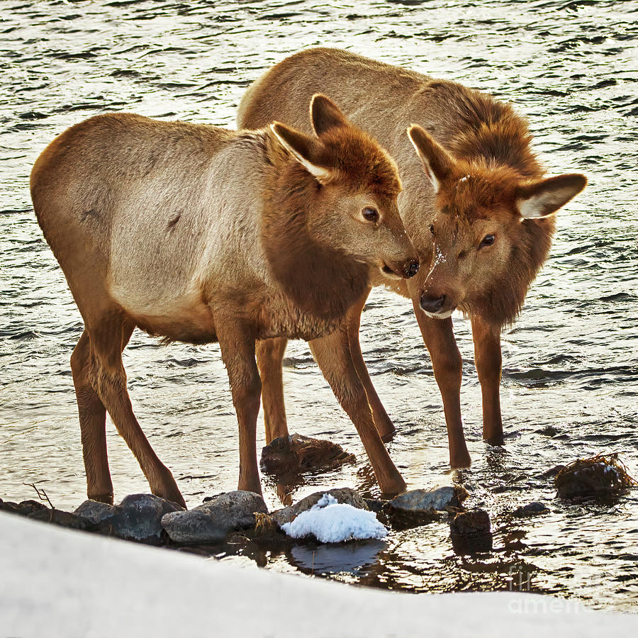 Yellowstone Cow Elk and Calf Photograph by Priscilla Burgers