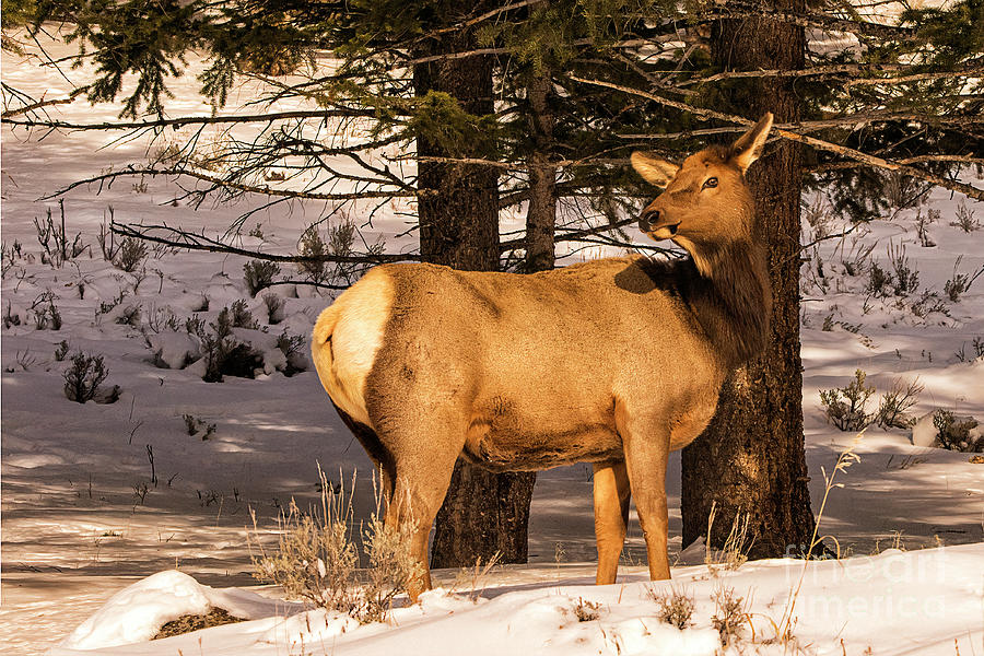 Yellowstone Cow Elk Photograph by Priscilla Burgers