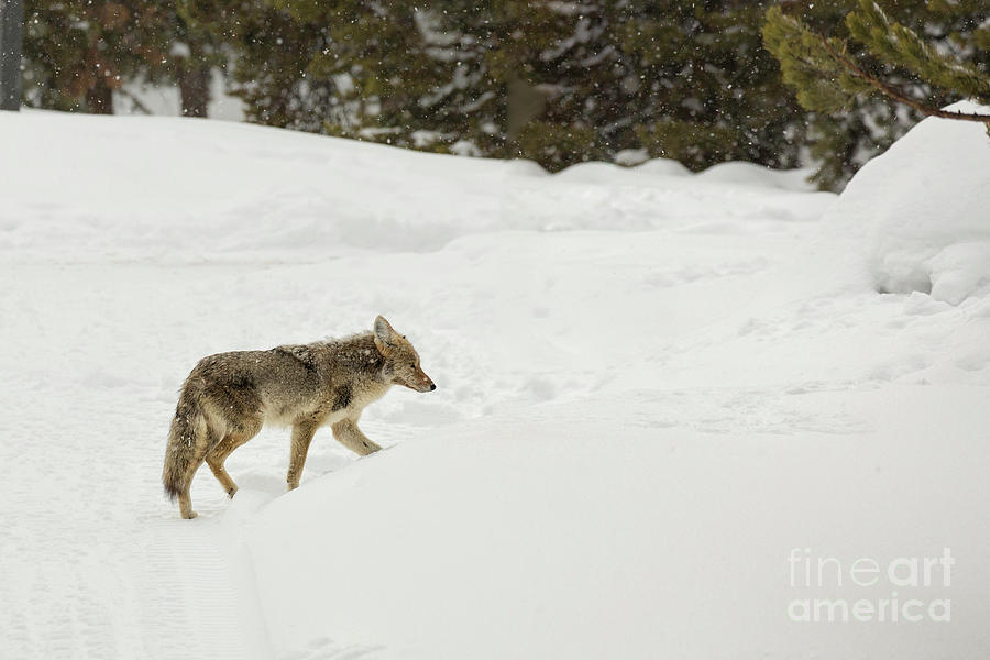 Yellowstone Coyote Photograph by Timothy Hacker