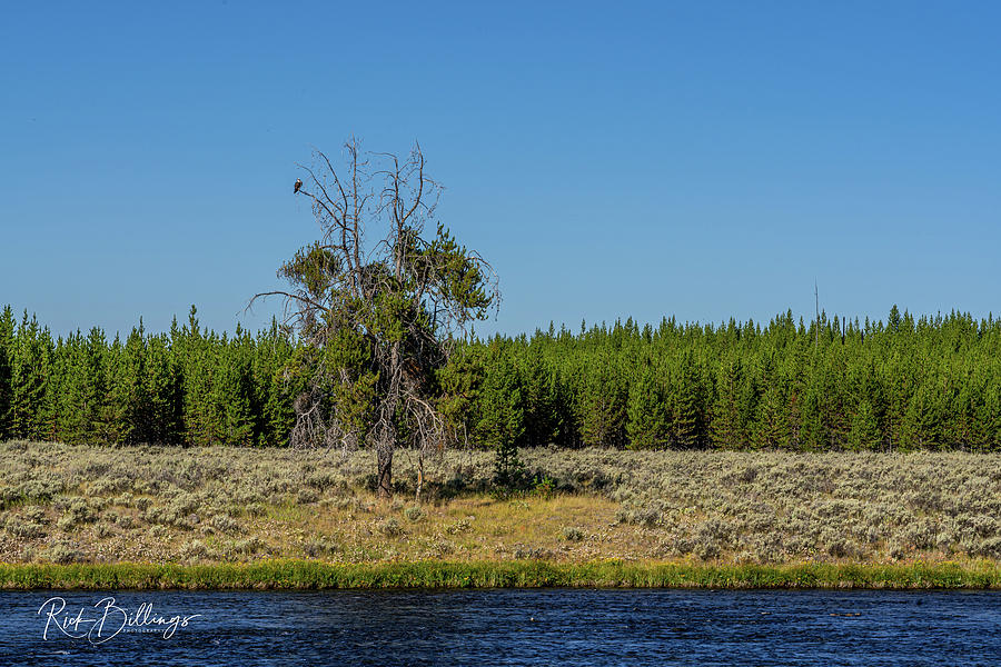 Yellowstone Eagle Lookout No 1084 by Rick Billings Yellowstone Eagle Lookout No 1084 by Rick Billings