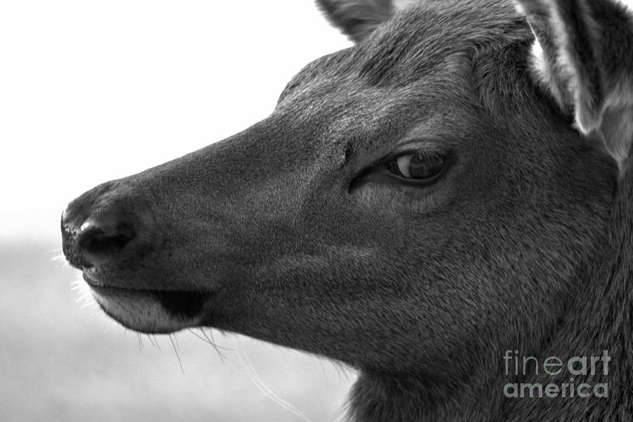 Yellowstone Elk Calf Up Close Black And White Photograph by Adam Jewell