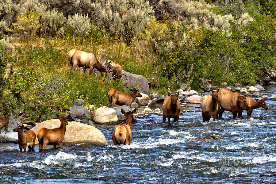Yellowstone Elk In The River Photograph by Adam Jewell