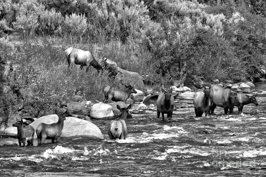 Yellowstone Elk In The River Black And White Photograph by Adam Jewell