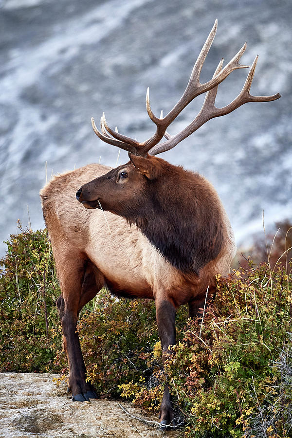 Yellowstone Elk Photograph by Paul Freidlund