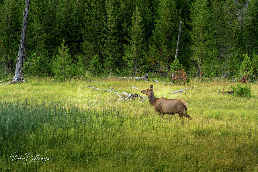 Yellowstone Elk by Rick Billings Yellowstone Elk by Rick Billings