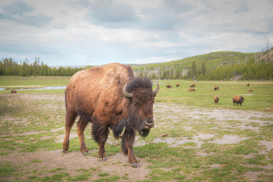 Yellowstone Giants 0976 Photograph by Kristina Rinell
