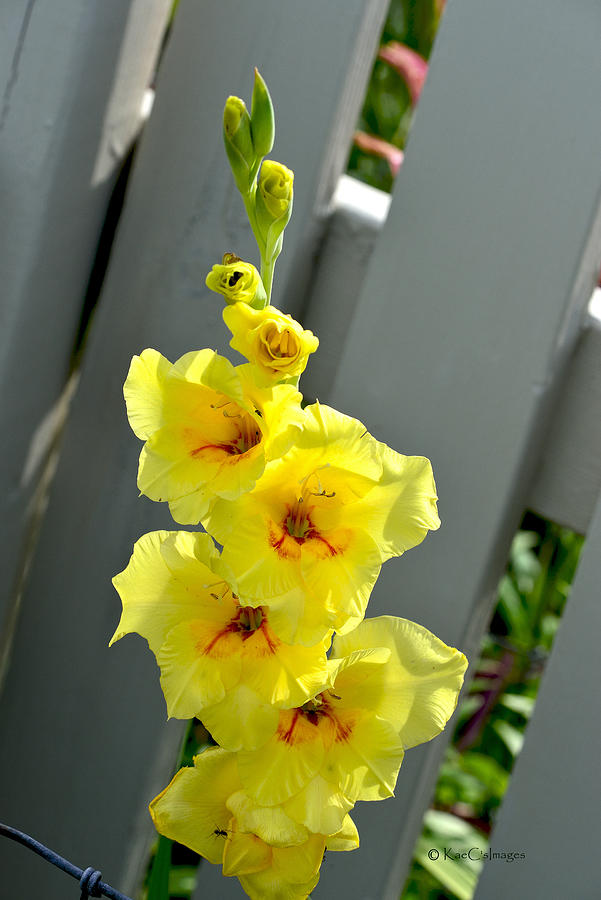Yellowstone Gladiolus by Kae Cheatham Yellowstone Gladiolus by Kae Cheatham