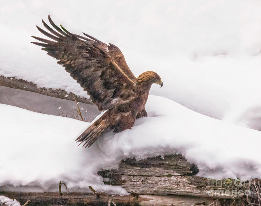 Yellowstone Golden Eagle Photograph by Priscilla Burgers