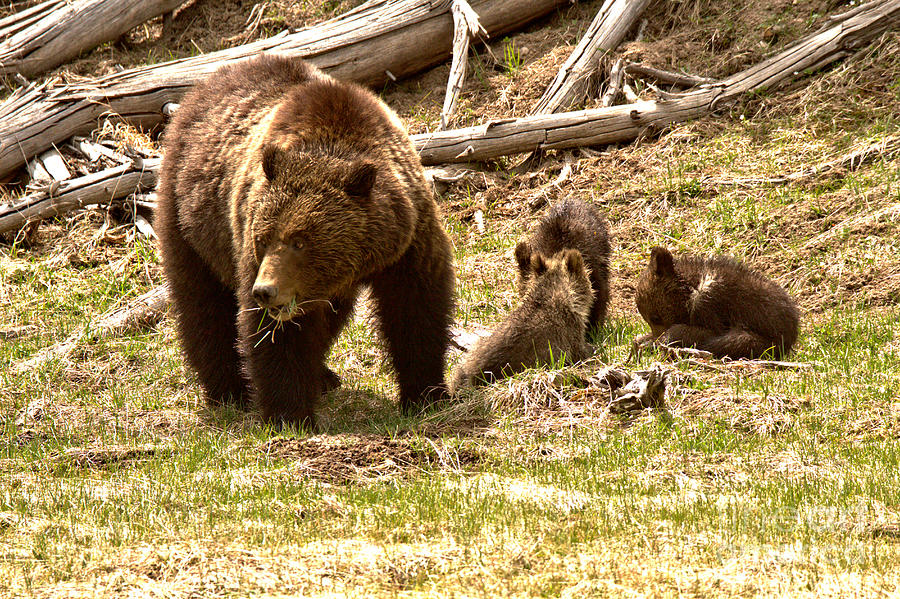Yellowstone Grizzly Bear Family Photograph by Adam Jewell