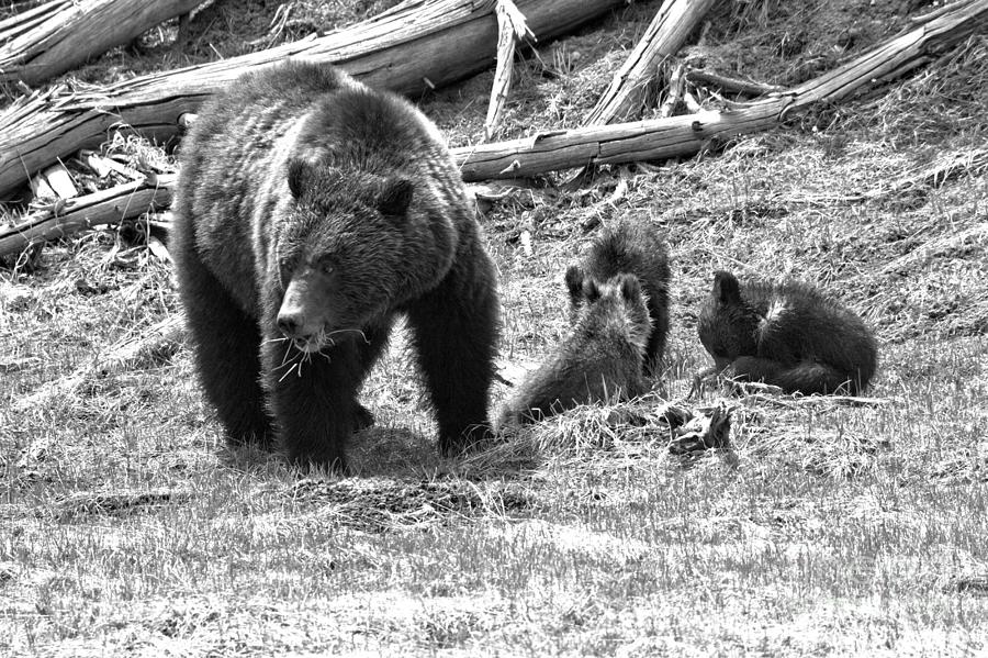 Yellowstone Grizzly Bear Family Black And White Photograph by Adam Jewell