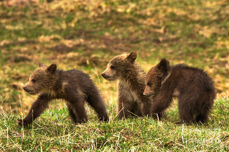 Yellowstone Grizzly Trio Photograph by Adam Jewell