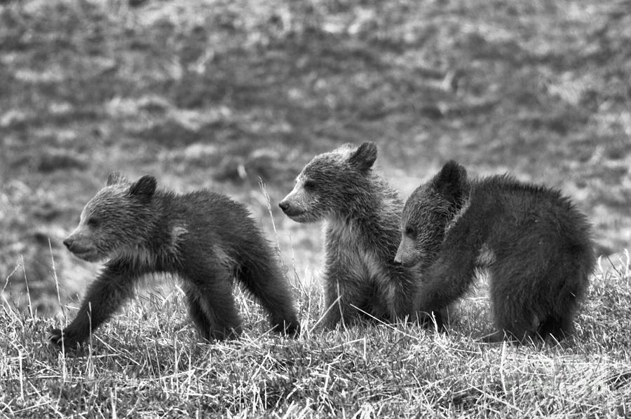 Yellowstone Grizzly Trio Black And White Photograph by Adam Jewell