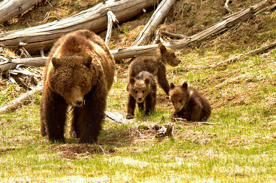 Yellowstone Grizzly Triplets With Mom Photograph by Adam Jewell