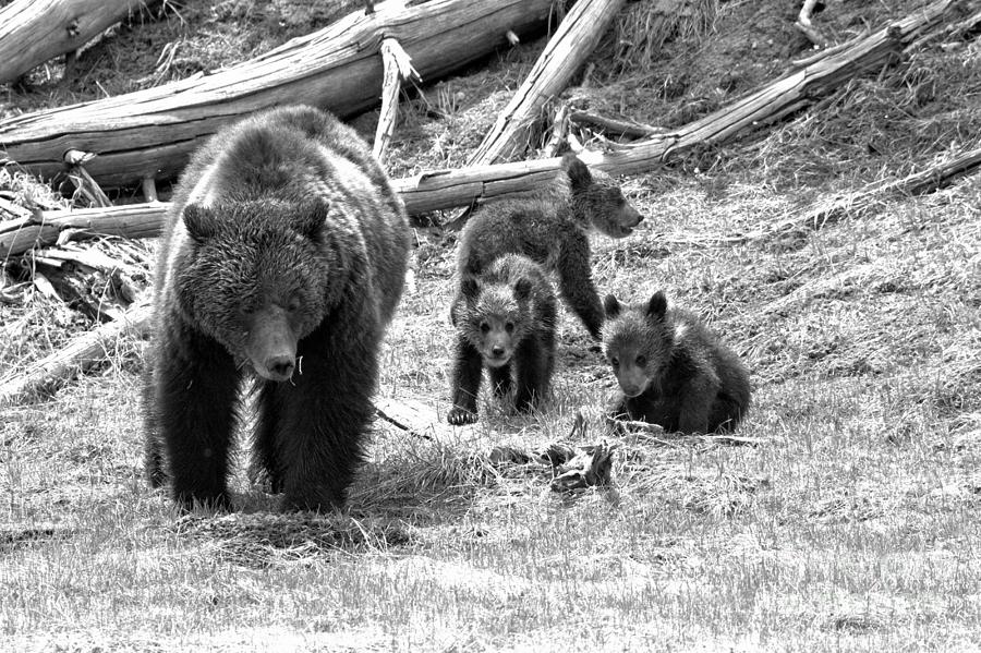 Yellowstone Grizzly Triplets With Mom Black And White Photograph by Adam Jewell