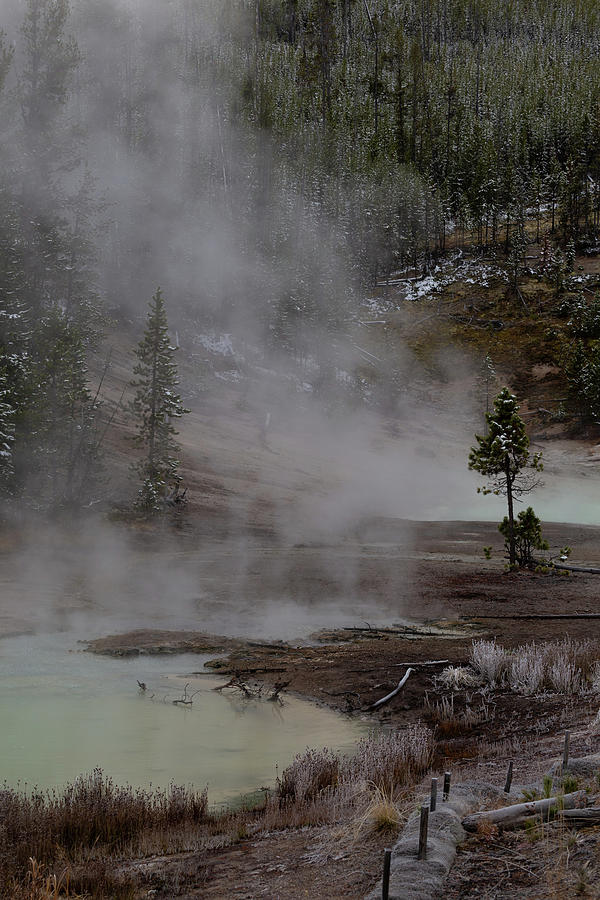 Yellowstone Lone Tree Photograph by Kathleen Scanlan