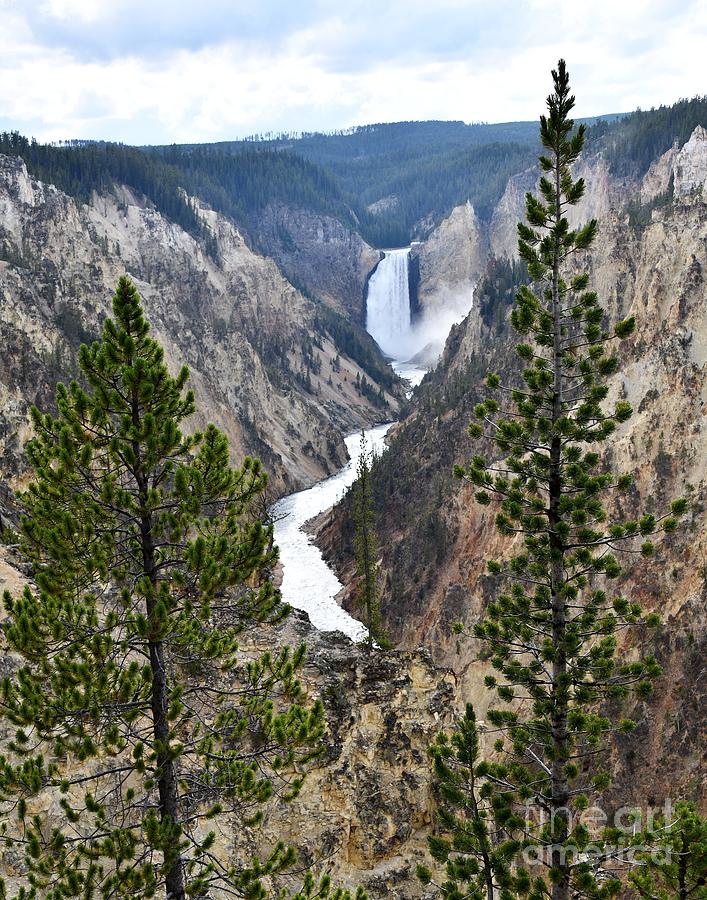 Yellowstone National Park Photograph - Yellowstone Lower Falls by Steve Brown