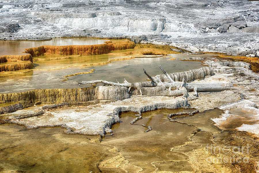 Yellowstone National Park Photograph - Yellowstone Mammoth Hot Springs by Paul Quinn