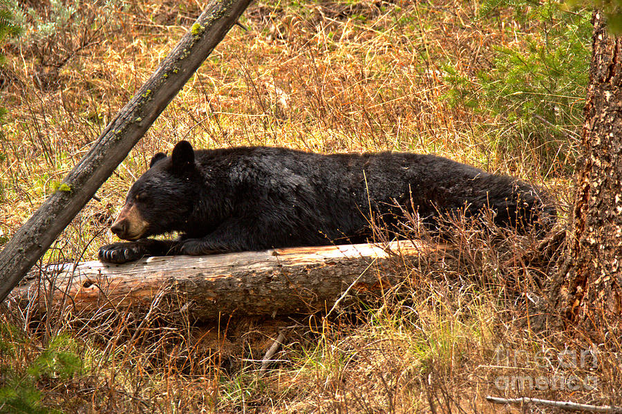Yellowstone Nap Time Photograph by Adam Jewell
