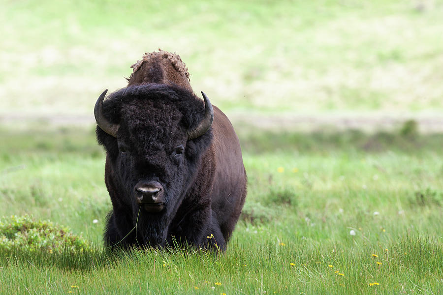 Yellowstone National Park A Big Bull Photograph by Ellen Goff - Fine ...