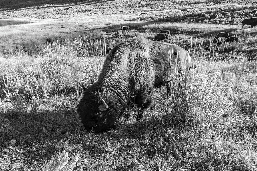 Yellowstone National Park Bison grazing in lamar valley Photograph by Alex Grichenko