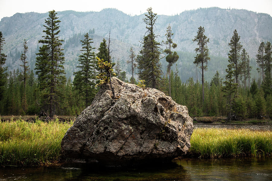 Yellowstone National Park Rock With Growing Tree Photograph by Cavan Images Yellowstone National Park Rock With Growing Tree Photograph by Cavan Images