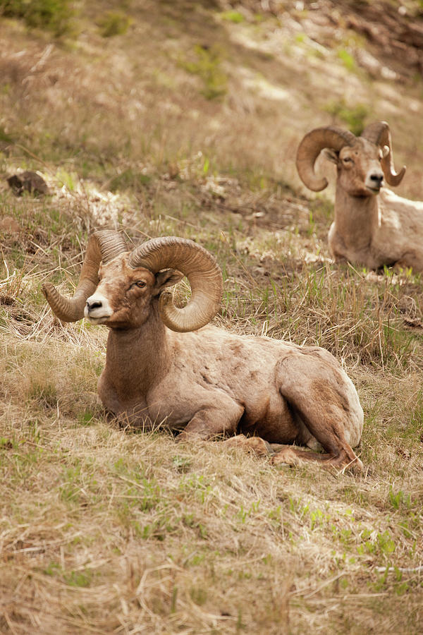 Arid Photograph - Yellowstone National Park, Wyoming by Janet Horton Arid Photograph - Yellowstone National Park, Wyoming by Janet Horton