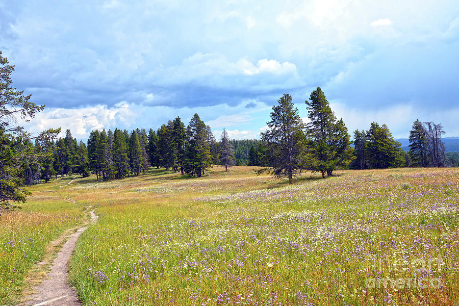 Yellowstone Park Meadow Trail Photograph