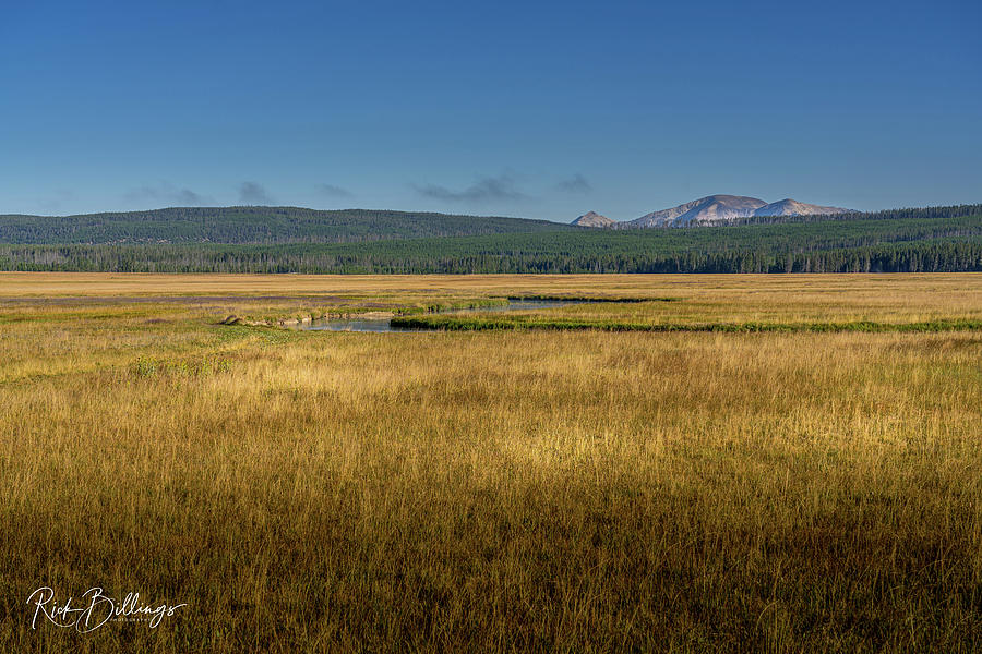 Yellowstone Prairie No 1079 by Rick Billings Yellowstone Prairie No 1079 by Rick Billings