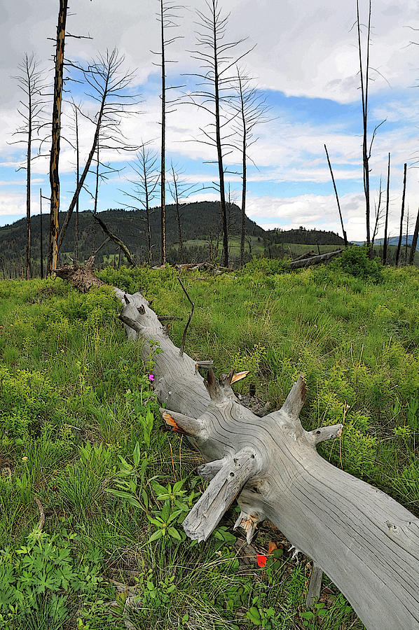 Yellowstone Resurrection Photograph by Randall Dill