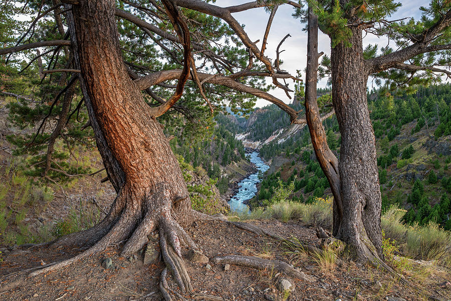 Yellowstone River. Yellowstone National Park, Wyoming, Usa. Photograph by George Sanker / Naturepl.com Yellowstone River. Yellowstone National Park, Wyoming, Usa. Photograph by George Sanker / Naturepl.com